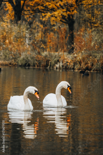 Fototapeta Naklejka Na Ścianę i Meble -  swans on the lake