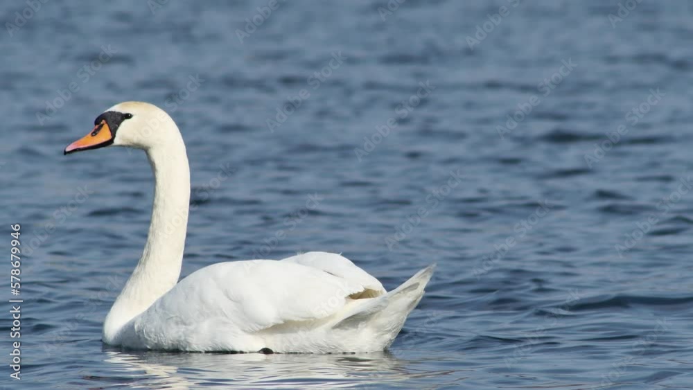 a white swan gracefully swims along the flow over the small waves of the lake, side view a white swan gracefully swims along the flow over the small waves of the lake, side view