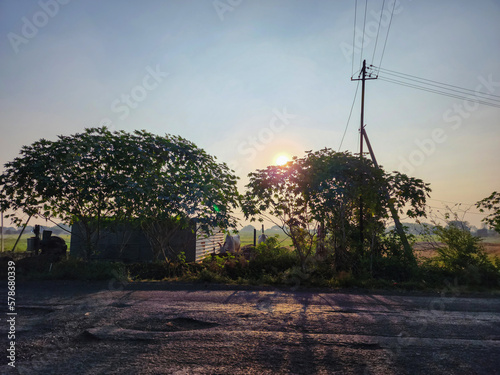 Early morning scenic view of agricultural land in countryside area  small shelter near road way  two bull tied near shelter  green trees around it. electric pole in the middle of farm.