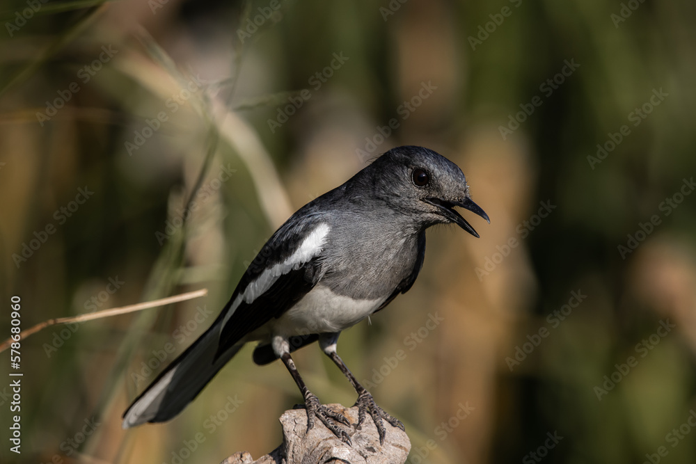 Oriental magpie robin standing on a branch close up shot. Oriental magpie robin standing on a branch close up shot.