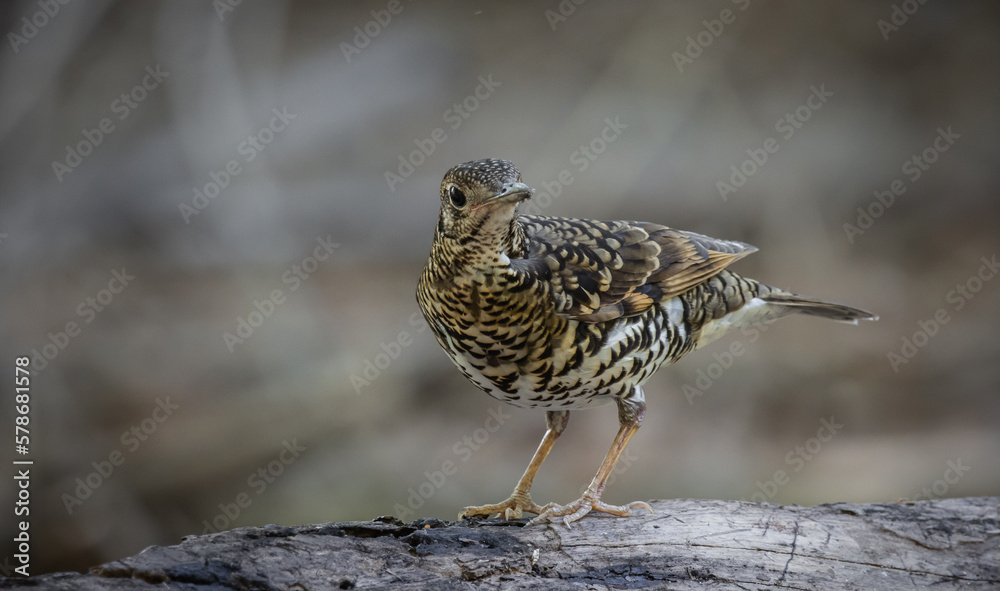 White's Thrush (Zoothera aurea) in the forest animal portrait. White's Thrush (Zoothera aurea) in the forest animal portrait.