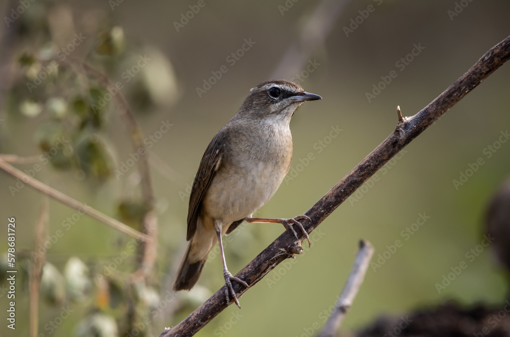Siberian Rubythroat standing on a branch animal portrait.