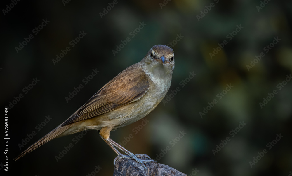Obraz premium Oriental Reed Warbler Standing on a tree stump with a black background.