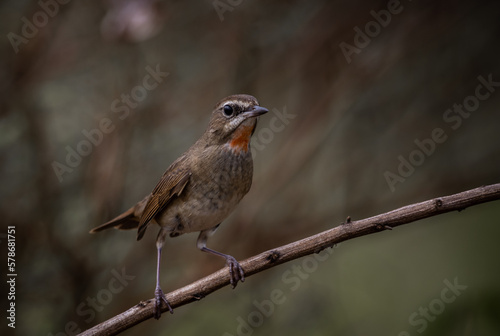 Siberian Rubythroat, Red-necked Nightingale on a branch ( Animal portrait )