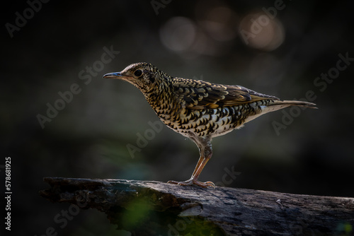 White's Thrush (Zoothera aurea) in the forest animal portrait.