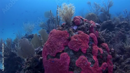 Shark and reef coral view underwater in clear sea. Coral reefs are one of most diverse ecosystems on Earth, home to vast array of marine life. photo