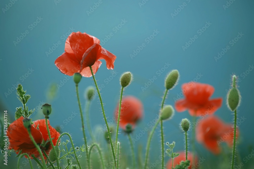 Naklejka premium poppy flowers in the field