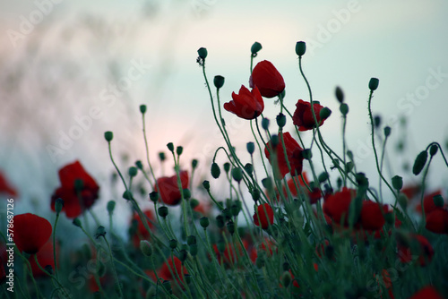 poppies in the field