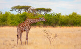 Giraffe walking in yellow grass on the Ethosa national park - Namibia, Africa