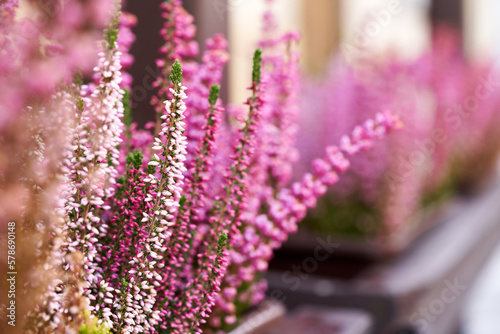 Close up of blooming heather or Calluna vulgaris plant outdoors in autumn