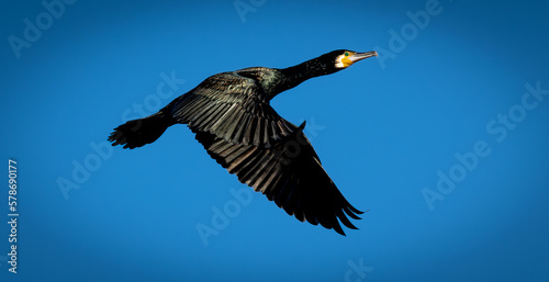 Great Cormorant