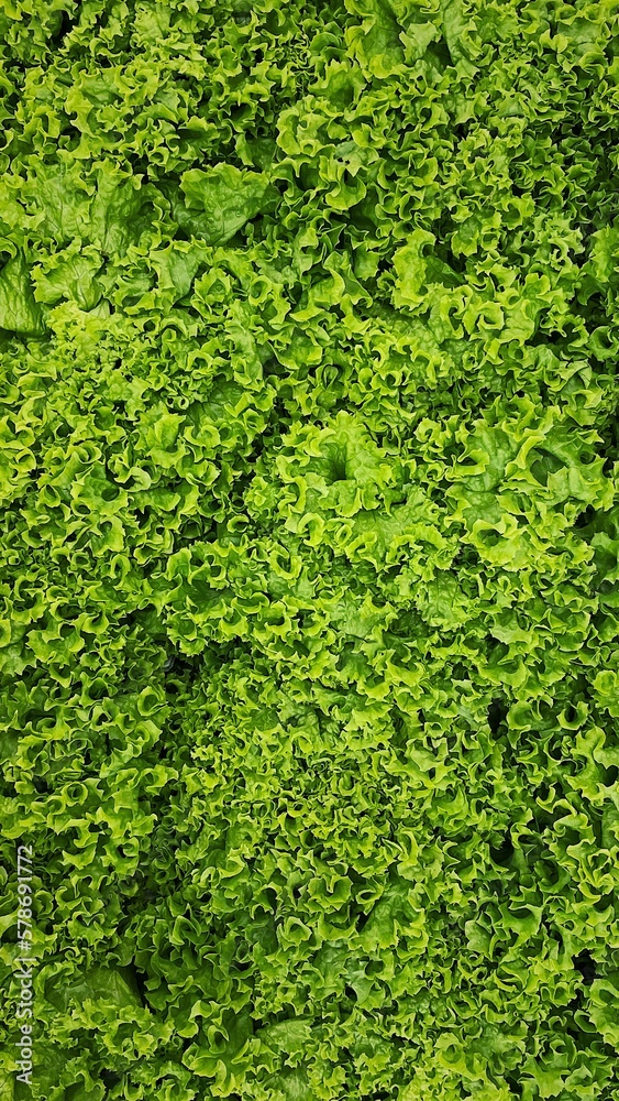 Green curly salad leafs background.