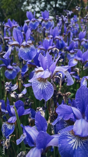 Purple irises on my village.