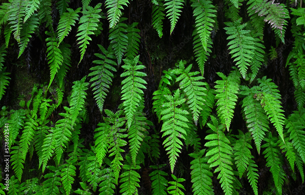 Eine Felswand ist in einem Regenwald bewachsen mit kräftig grünen Farnblätter.