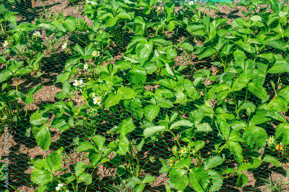 Bed of strawberries with flowers and green berries covered with netting to protect against birds pests of the crop Bed of strawberries with flowers and green berries covered with netting to protect against birds pests of the crop