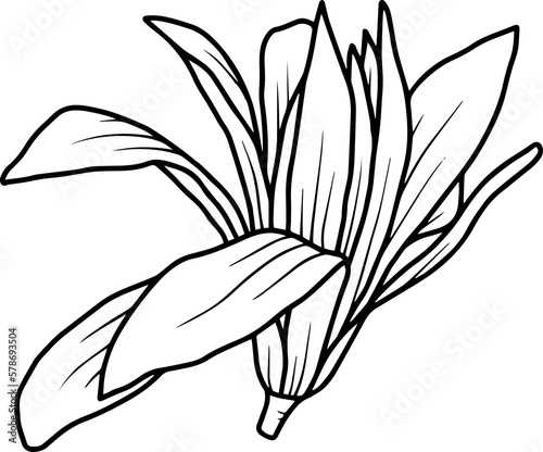 Hand drawing and sketch chrysolite flower line art
