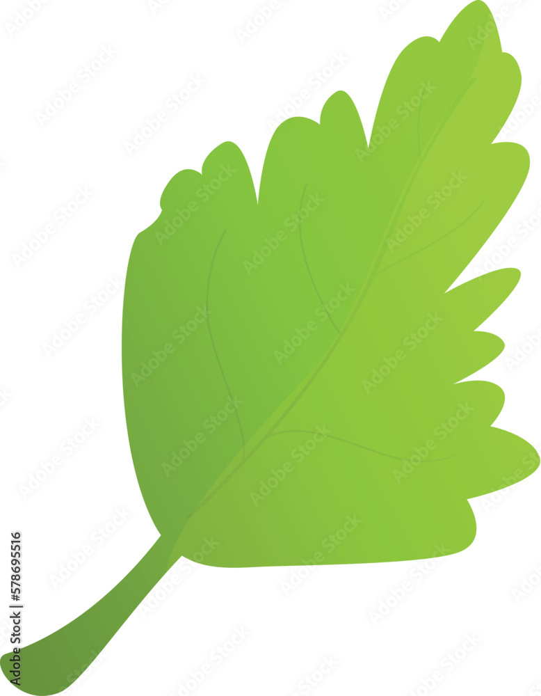 Cooking parsley icon cartoon vector. Plant leaf. Herb food Cooking parsley icon cartoon vector. Plant leaf. Herb food
