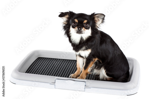 Chihuahua dog with traning pad or dog toilet isolated on white background