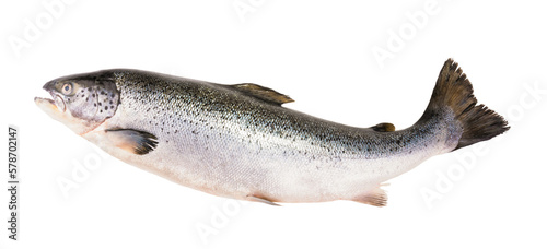 Salmon fish isolated on white without shadow with clipping path photo