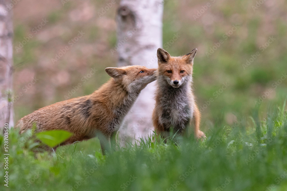 Obraz premium キタキツネの夫婦