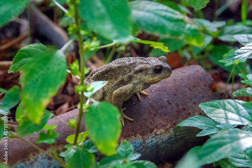 Toad on metal pipe with leaves © Ana
