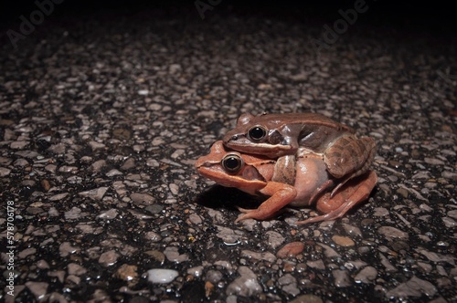 Mating Wood frogs crossing rainy road at night  photo