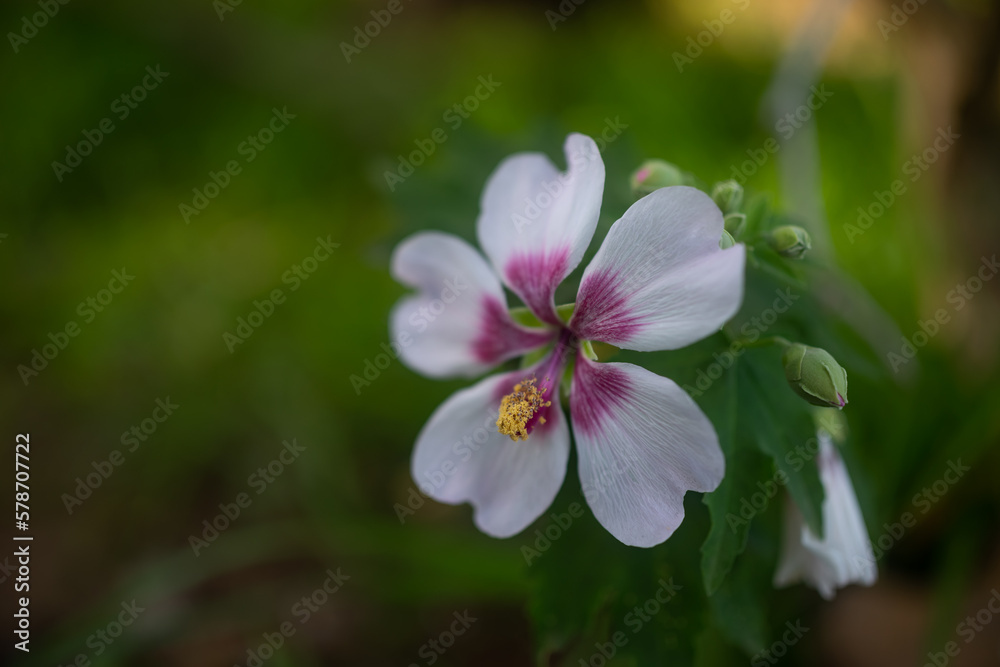 Mostly blurred flower on green grass and leaves background Mostly blurred flower on green grass and leaves background
