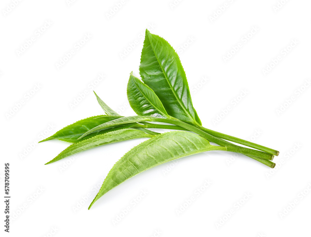 green tea leaf isolated on white green tea leaf isolated on white