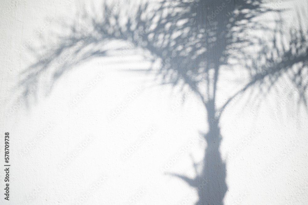 Tropical background of date palm leaves shadow on white wall Tropical background of date palm leaves shadow on white wall
