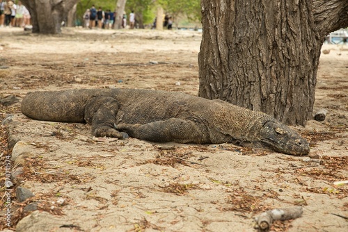 Full body shot of a Komodo dragon on Komodo Island lying on the beach in Komodo National Park on Flores.