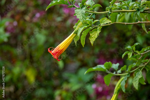 Red yellow color Brugmansia vulcanicola flower photo