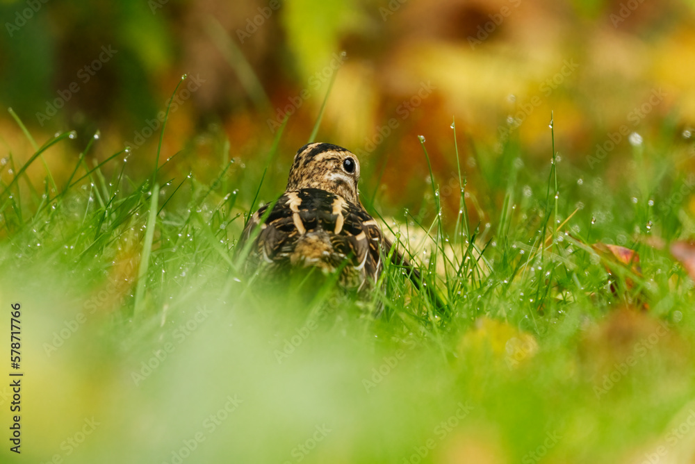 Common snipe (Gallinago gallinago) hiding in the grass in fall. Common snipe (Gallinago gallinago) hiding in the grass in fall.