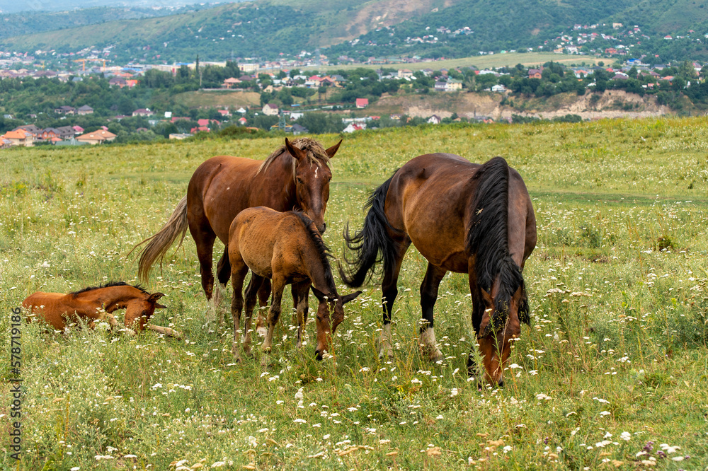 Fototapeta premium horses in the meadow