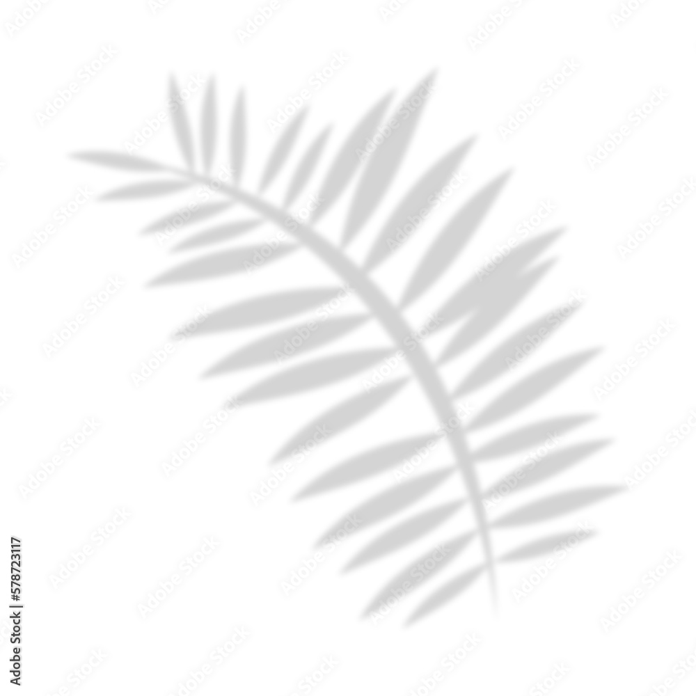 leaf shadow leaf shadow