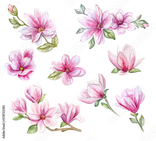 Pink magnolia set  flowers. Illustration. Sample. Watercolor isolated on white background. Close-up