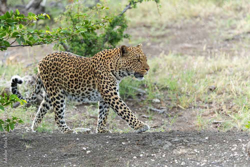 Obraz premium Leopard (Panthera Pardus) hunting aroud a dry riverbed in Mashatu Game Reserve in the Tuli Block in Botswana 