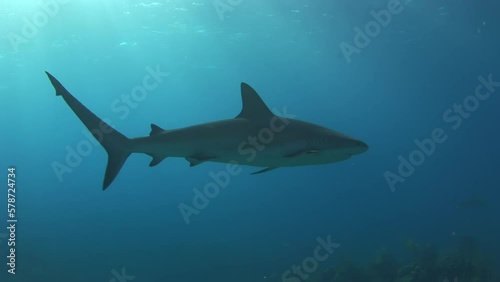 Wallpaper Mural Detailed underwater shot of reef sharks in Caribbean Sea. And graceful movements of sharks and whales leave us speechless. Torontodigital.ca