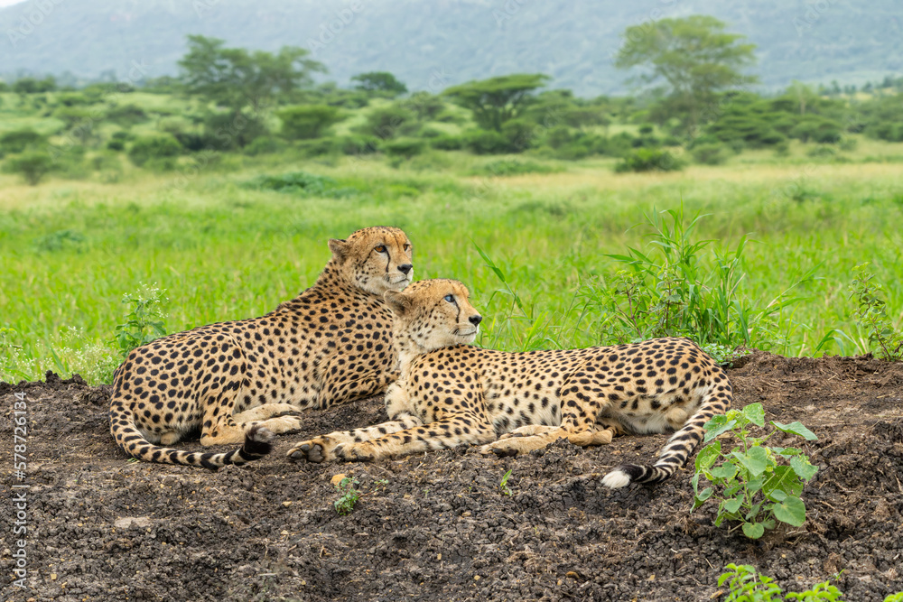 Obraz premium Cheetah (Acinonyx jubatus) brothers searching for prey in Mkuze Falls Game Reserve r in South Africa