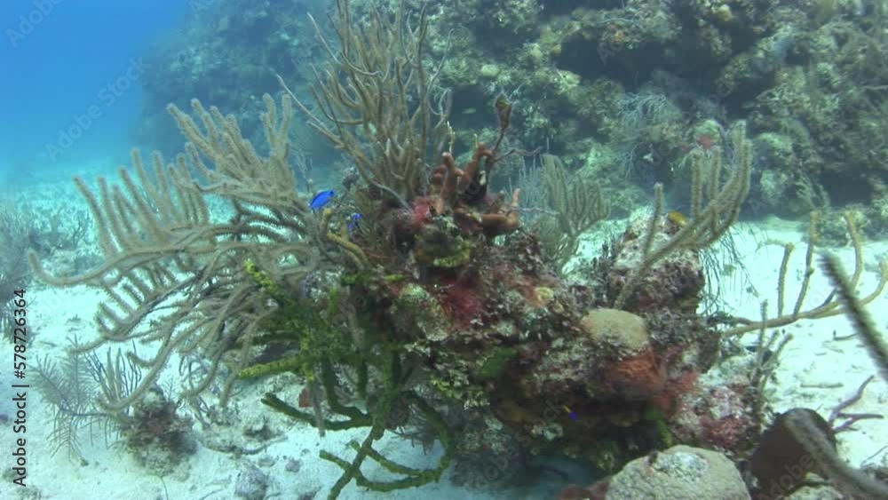 Mesmerizing view of coral reefs can be seen underwater in Caribbean. Despite many challenges facing coral reefs, there is still hope for their survival. Mesmerizing view of coral reefs can be seen underwater in Caribbean. Despite many challenges facing coral reefs, there is still hope for their survival.