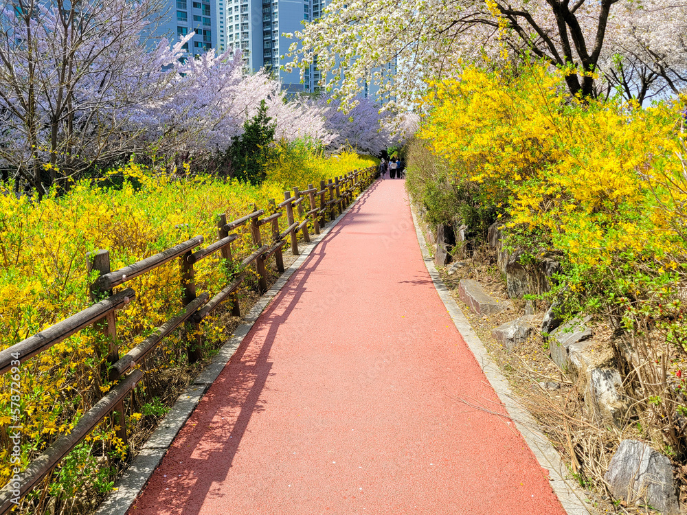 분홍 벚꽃과 노란 개나리가 만개한 아파트 산책로

