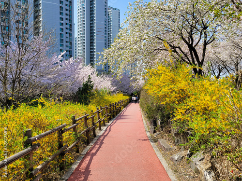 분홍 벚꽃과 노란 개나리가 만개한 아파트 산책로
