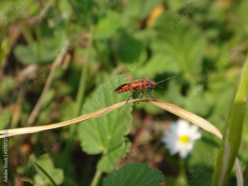 Cinnamon bug, black and red squash bug (Corizus hyoscyami) walking on a dry blade of grass © Distracted_by_Bugs