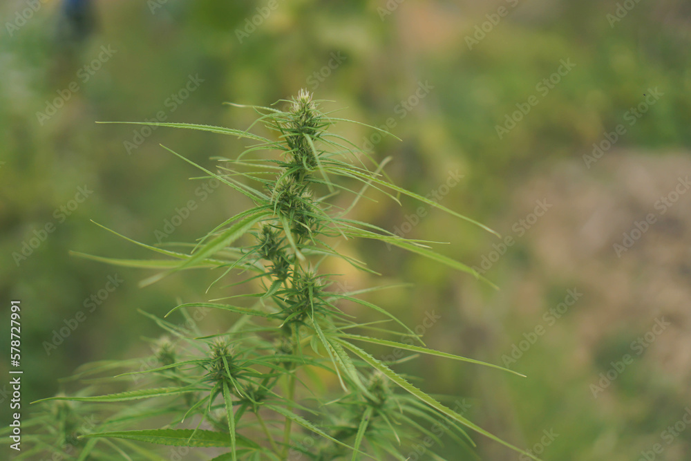 Researchers use examine Marijuana plants for medical research. Marijuana indica research concept.selective focus. Researchers use examine Marijuana plants for medical research. Marijuana indica research concept.selective focus.