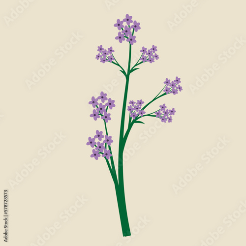 aromatic herbal flowers element vector illustrations
