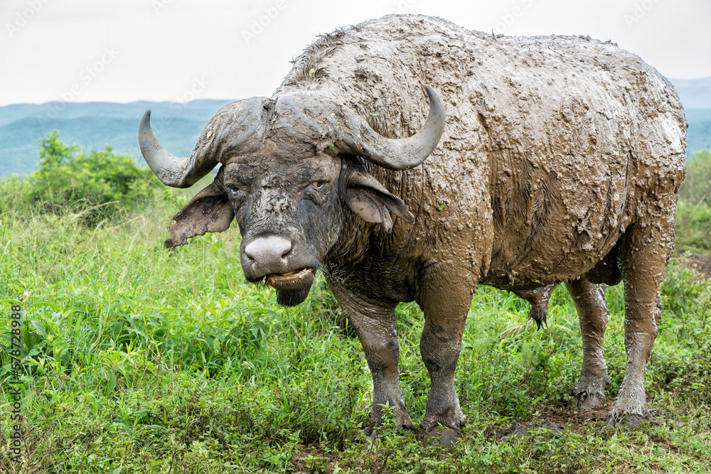 Obraz premium Old Affrican Buffalo (Syncerus caffer) bull walking after a mud bath in Hluhluwe Imfolozi National Park in South Africa