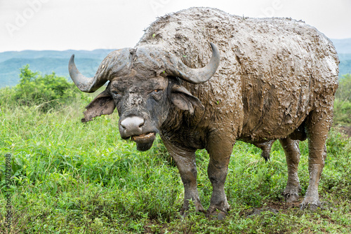 Old Affrican Buffalo  Syncerus caffer  bull walking after a mud bath in Hluhluwe Imfolozi National Park in South Africa