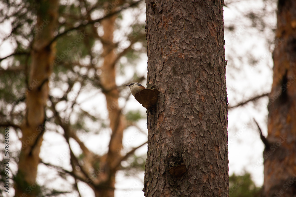 A small little bird sitting on a mushroom that's growing out of a tree