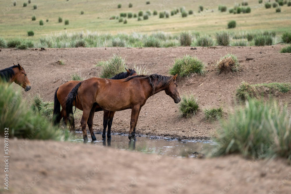 horses on the meadow horses on the meadow