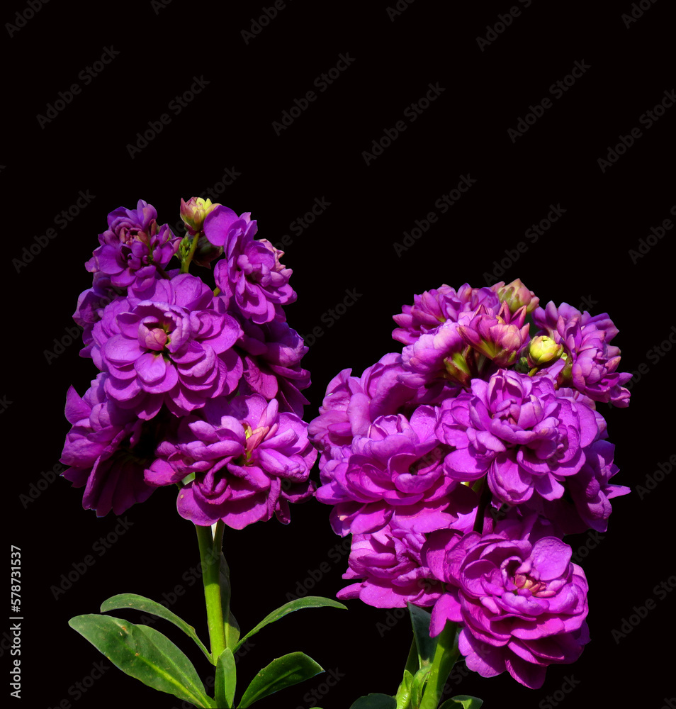 Matthiola incana flower, or commonly called Stock flower on black background.