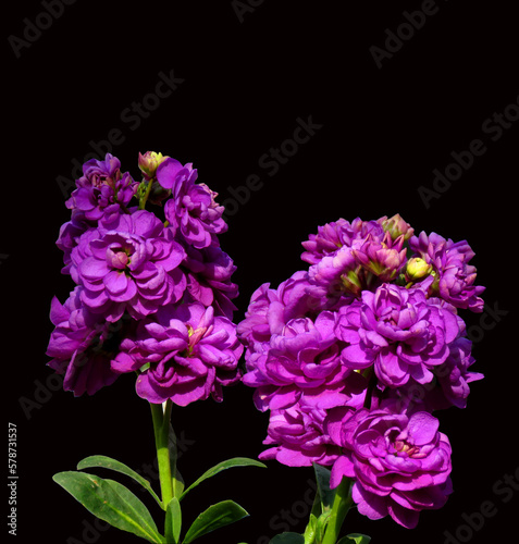 Matthiola incana flower  or commonly called Stock flower on black background.